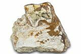 Fossil Running Rhino (Hyracodon) Jaw Section - South Dakota #281713-1